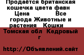 Продаётся британская кошечка цвета фавн › Цена ­ 10 000 - Все города Животные и растения » Кошки   . Томская обл.,Кедровый г.